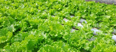 Yeşil yapraklı marul çiftliği hidroponik yöntemi olarak kullanılır. Serada yetişen marul çiftliğinin hidrofoniği.