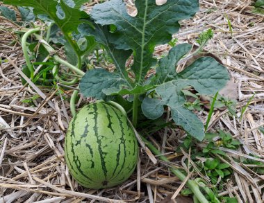Tarlada büyüyen karpuz. Çiftlikteki karpuz
