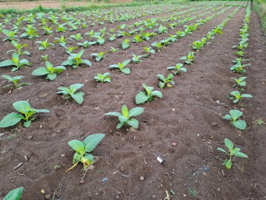 Tarlada tütün bitkisi yetişiyor.