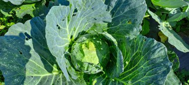 lahana çiftçi tarlasında yetişir. Beyaz başlı lahanalar