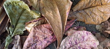 Dağınık meşe ağaçlarının kuru yaprakları