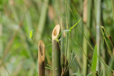 Bahçedeki yeşil bambu ağacı. Bambu ormanlarının arka planı