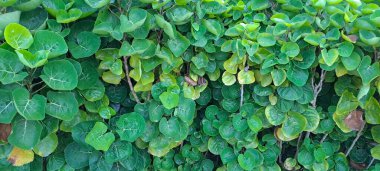 Kalkan aralia denilen tropikal bir çalılık, veya erik aralia (Polyscias scutellaria)