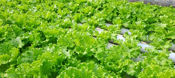 Yeşil yapraklı marul çiftliği hidroponik yöntemi olarak kullanılır. Serada yetişen marul çiftliğinin hidrofoniği.