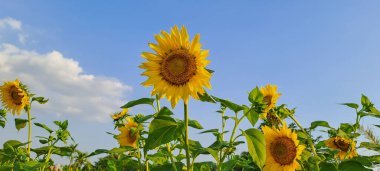 Ayçiçeği alanında mavi gökyüzü