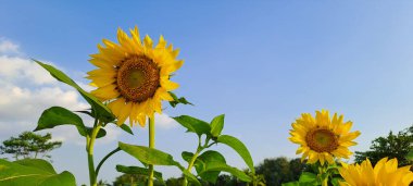 Ayçiçeği alanında mavi gökyüzü