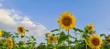Ayçiçeği alanında mavi gökyüzü