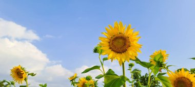 Ayçiçeği alanında mavi gökyüzü