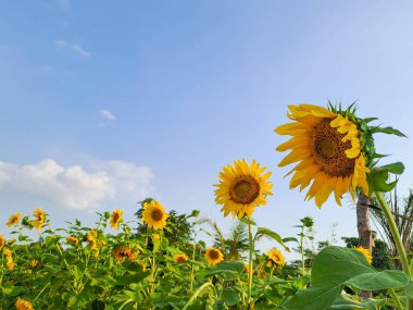 Ayçiçeği alanında mavi gökyüzü