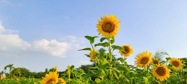 Ayçiçeği alanında mavi gökyüzü