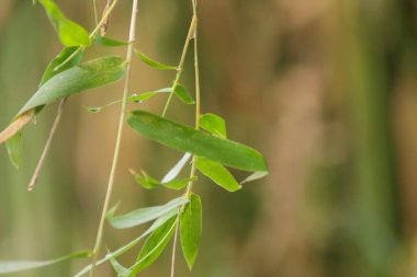 Bambu yaprakları bulanık bir arkaplanda izole edilmiş.