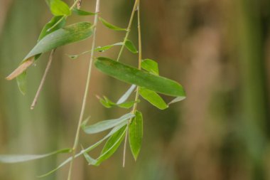 Bambu yaprakları bulanık bir arkaplanda izole edilmiş.