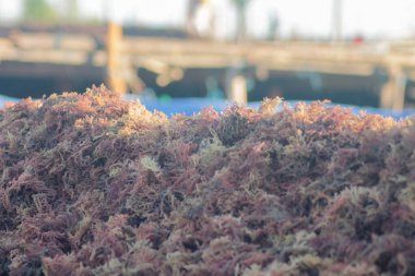 Kurutulmuş yosun, deniz kenarında kurutulmuş yosun.