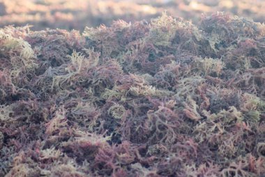 Kurutulmuş yosun, deniz kenarında kurutulmuş yosun.