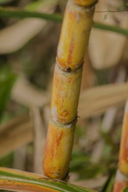 Bahçede taze şeker kamışı. Şeker kamışı şeker ve yiyecek üretmek için ekildi