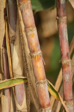 Bahçede taze şeker kamışı. Şeker kamışı şeker ve yiyecek üretmek için ekildi