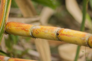 Bahçede taze şeker kamışı. Şeker kamışı şeker ve yiyecek üretmek için ekildi