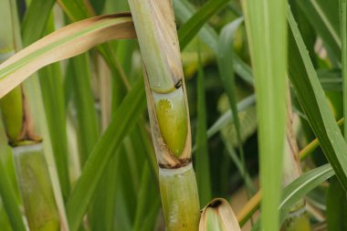 Bahçede taze şeker kamışı. Şeker kamışı şeker ve yiyecek üretmek için ekildi