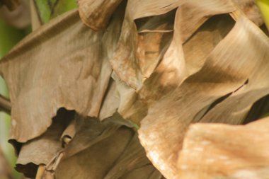 Arkaplan için kuru muz yaprağının kahverengi rengi