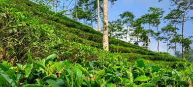 Endonezya 'da yeşil çay tarlası