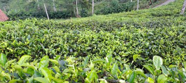 Endonezya 'da yeşil çay tarlası