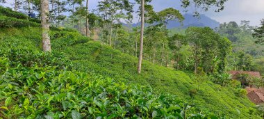 Endonezya 'da yeşil çay tarlası