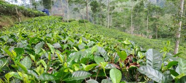 Endonezya 'da yeşil çay tarlası