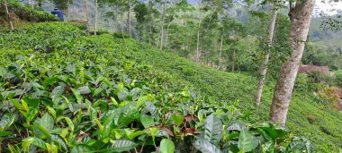 Endonezya 'da yeşil çay tarlası