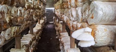 İstiridye mantarı ekimi. Pleurotus ostreatus çiftliği, inci istiridye mantarı ya da ağaç istiridye mantarı yaygın olarak yenebilir bir mantardır.