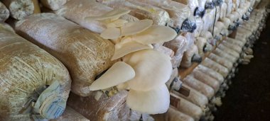 İstiridye mantarı ekimi. Pleurotus ostreatus çiftliği, inci istiridye mantarı ya da ağaç istiridye mantarı yaygın olarak yenebilir bir mantardır.