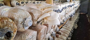 İstiridye mantarı ekimi. Pleurotus ostreatus çiftliği, inci istiridye mantarı ya da ağaç istiridye mantarı yaygın olarak yenebilir bir mantardır.