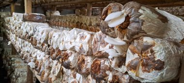 İstiridye mantarı ekimi. Pleurotus ostreatus çiftliği, inci istiridye mantarı ya da ağaç istiridye mantarı yaygın olarak yenebilir bir mantardır.