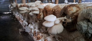 İstiridye mantarı ekimi. Pleurotus ostreatus çiftliği, inci istiridye mantarı ya da ağaç istiridye mantarı yaygın olarak yenebilir bir mantardır.