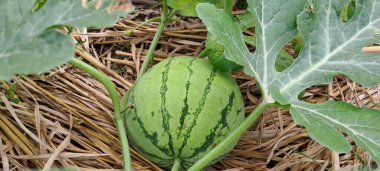 Tarlada büyüyen karpuz. Çiftlikteki karpuz