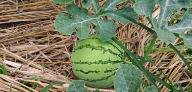 Tarlada büyüyen karpuz. Çiftlikteki karpuz