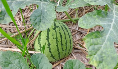 Tarlada büyüyen karpuz. Çiftlikteki karpuz