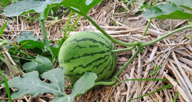 Tarlada büyüyen karpuz. Çiftlikteki karpuz