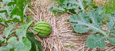 Tarlada büyüyen karpuz. Çiftlikteki karpuz
