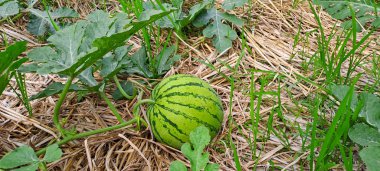 Tarlada büyüyen karpuz. Çiftlikteki karpuz