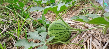 Tarlada büyüyen karpuz. Çiftlikteki karpuz