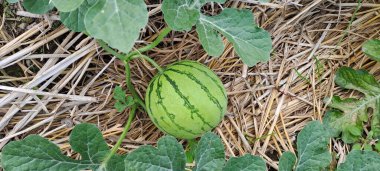 Tarlada büyüyen karpuz. Çiftlikteki karpuz