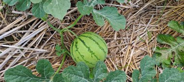 Tarlada büyüyen karpuz. Çiftlikteki karpuz