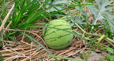Tarlada büyüyen karpuz. Çiftlikteki karpuz