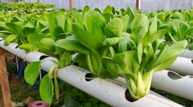 Hidrofonik boruda paket var. Hidrofonik sebze çiftliği.