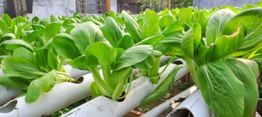 Hidrofonik boruda paket var. Hidrofonik sebze çiftliği.