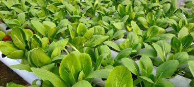 Hidrofonik boruda paket var. Hidrofonik sebze çiftliği.