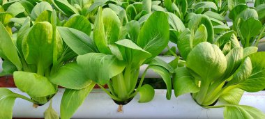 Hidrofonik boruda paket var. Hidrofonik sebze çiftliği.