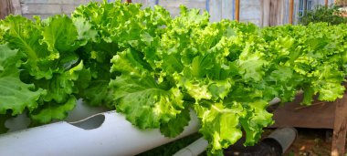 Yeşil yapraklı marul çiftliği hidroponik yöntemi olarak kullanılır. Serada yetişen marul çiftliğinin hidrofoniği.