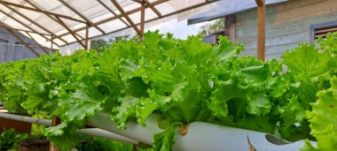 Yeşil yapraklı marul çiftliği hidroponik yöntemi olarak kullanılır. Serada yetişen marul çiftliğinin hidrofoniği.