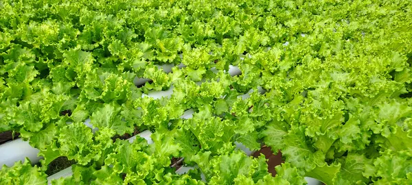 Yeşil yapraklı marul çiftliği hidroponik yöntemi olarak kullanılır. Serada yetişen marul çiftliğinin hidrofoniği.